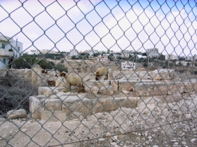 Sheep in Hisban