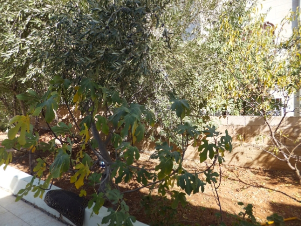 Mamoud's olive tree