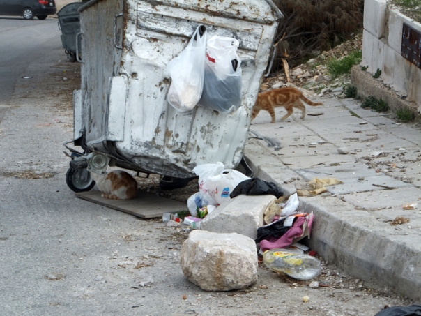 1 trash bin with cat.
